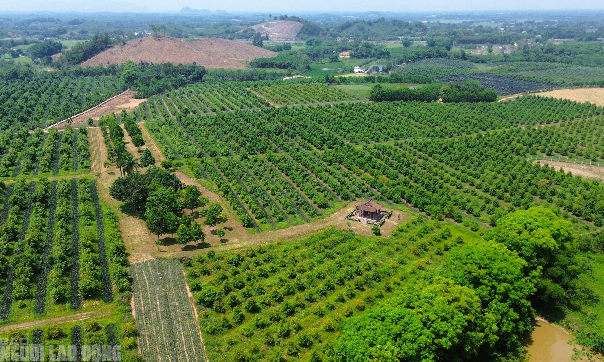 Toàn cảnh Khu lăng một vua Lê Túc Tông. Vị trí lùm cây là khu mộ, hình ảnh ngôi nhà bên phải ảnh là nhà bia Đại Việt Lam Sơn Kính Lăng bi, bảo vật quốc gia được công nhận năm 2020.
