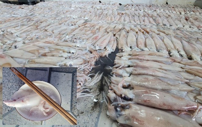 hai-san-thai-binh2 Tạm niêm phong trên 3,7 tấn hải sản ở Thái Bình để kiểm tra nguồn gốc