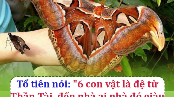 Tổ tiên nói” “6 con vật là đệ tử Thần Tài, đến nhà ai nhà đó giàu tiền tiêu không hết”, đừng đuổi đi