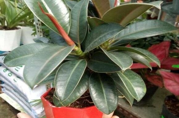 2-1442 Trong văn hóa truyền thống, cây đa búp đỏ được xem là một “cây cát tường” tiêu biểu.