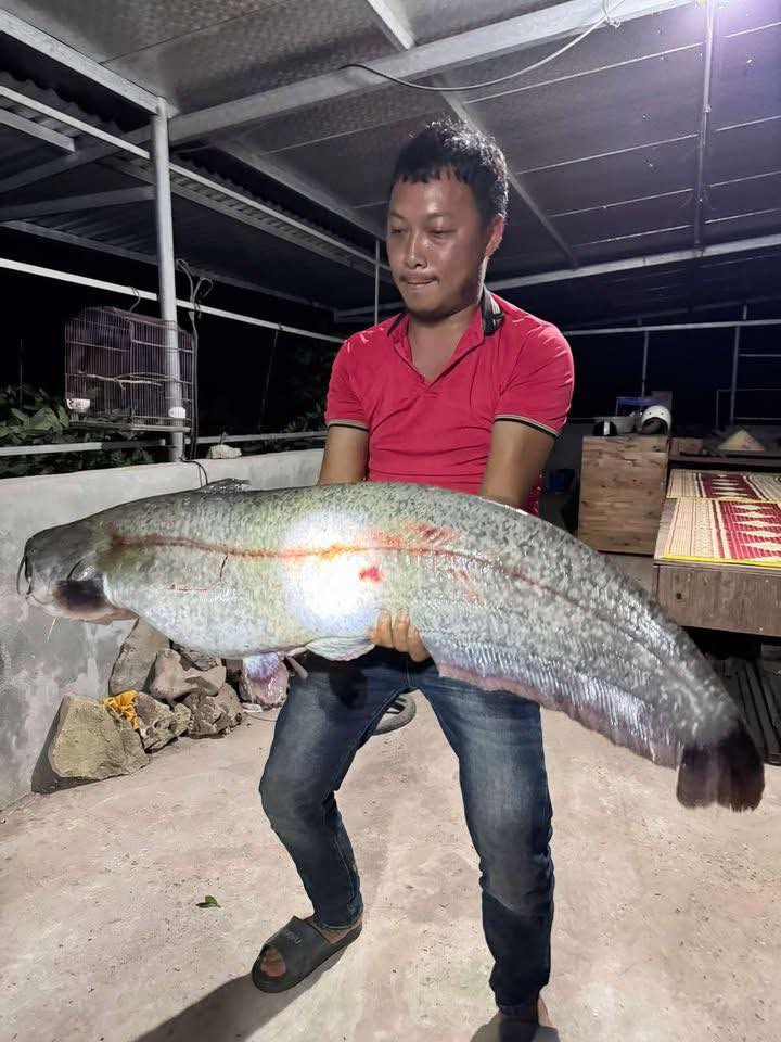 Sự thật vụ người dân câu được cá lạ 32 kg ở sông Hồng, chủ quán trả giá 10 triệu đồng- Ảnh 1. Sự thật vụ người dân câu được cá lạ 32 kg ở sông Hồng, chủ quán trả giá 10 triệu đồng- Ảnh 1.