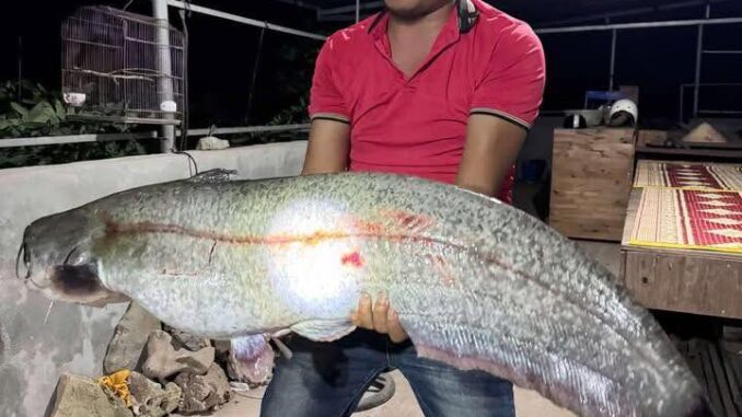 Sự thật vụ người dân câu được cá lạ 32 kg ở sông Hồng, chủ quán trả giá 10 triệu đồng- Ảnh 1. Sự thật vụ người dân câu được cá lạ 32 kg ở sông Hồng, chủ quán trả giá 10 triệu đồng- Ảnh 1.