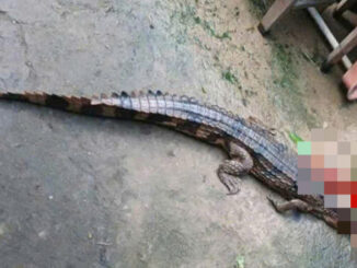 Vụ cá sấu sổng chuồng cắn thầy giáo ở Tây Ninh: Lời khai bất ngờ từ người nuôi- Ảnh 1.