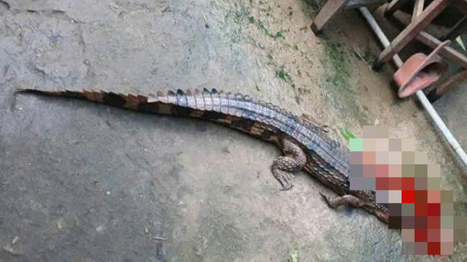 Vụ cá sấu sổng chuồng cắn thầy giáo ở Tây Ninh: Lời khai bất ngờ từ người nuôi- Ảnh 1. Vụ cá sấu sổng chuồng cắn thầy giáo ở Tây Ninh: Lời khai bất ngờ từ người nuôi- Ảnh 1.