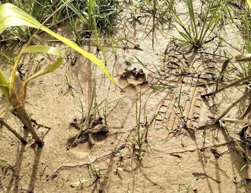 Kết quả xác minh của kiểm lâm về thông tin 'hổ xuất hiện ở Phú Thọ'.jpg